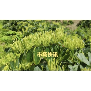 【市场快讯】2022年10月30日紫菀持续坚挺，菊花类、黄精