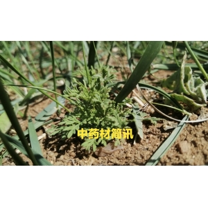 【信息周报】各地中药材行业重点信息周报（10月15日-24日