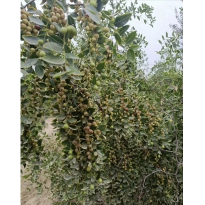 【行业知识】酸枣种植的几个认知误区，要注意了