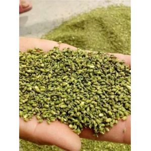 高鹏说药材：优势品种种植推荐—槐米、苍术、赤芍