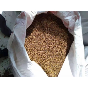 高鹏说药材：优势品种种植推荐—颠茄草、苦豆子、地丁