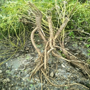高鹏说药材：优势品种种植推荐—黄芪、甘草、桔梗