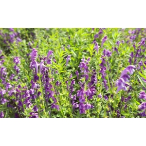 高鹏说药材：优势品种种植推荐—白术、旱半夏、黄芩