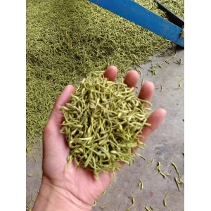高鹏说药材：优势品种种植推荐—金银花、瓜蒌（天花粉）、绞股蓝