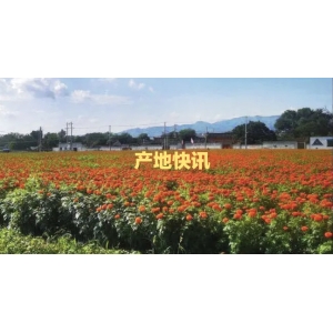 2022年11月7日各产地热点药材品种收购价格行情
