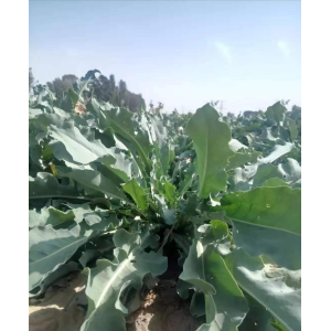 板蓝根撒播种植技术教程