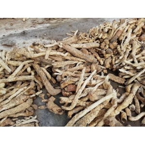 肉苁蓉标准化种植栽培技术规程