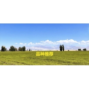 河南、河北、山东等黄淮海地区适合种植什么药材？