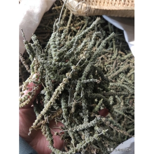 荆芥低迷行情仍难以改观