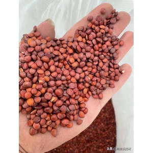 新疆酸枣种植过量，或将成为酸枣仁行业的一场灾难