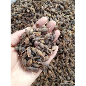 连翘抢青成常态，行业如何应对？