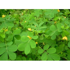 识药：决明子