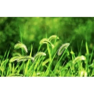 “狗尾巴草”是个宝，用它来煮水喝，或能帮助解决这4个问题！