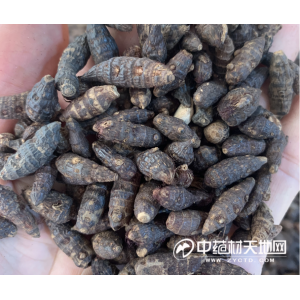玉林药市11月点评：抗流感、防疫类品种走俏 但市场总体表现依然不佳