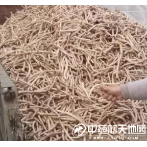 亳州药市11月点评：抗疫品种和联采品种成为共同关注焦点