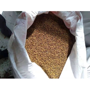 苦豆子高产标准化种植技术规程