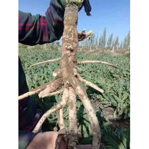 板蓝根高产标准化种植技术规程