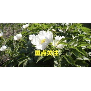 高鹏说药材：创新中药材种植产业发展新模式，促进农业转型升级