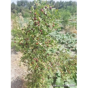 高鹏说药材：新疆中药材套种模式解析