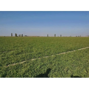 高鹏说药材：新疆中药材种植如何提高效益？模式选择要接地气
