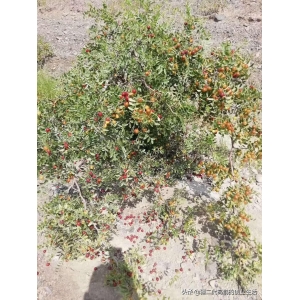 高鹏说药材：新疆酸枣套种苦豆子模式可行吗？