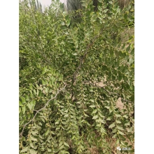 高鹏说药材：酸枣种植的几点注意事项