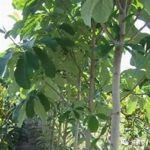 高鹏说药材：中药材种植火热，想介入的你要注意这几点