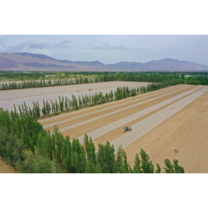 高鹏说药材：新疆应强化中药材种植技术支撑，夯实产业发展基础