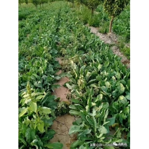 高鹏说药材：在新疆种植中药材如何快速形成规模？