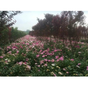 高鹏说药材：新疆南北疆发展中药材种植优缺点对比情况介绍