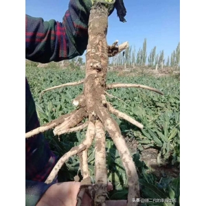 高鹏说药材：新疆中药材种植，选对品种很重要