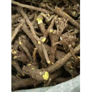 高鹏说药材：新疆中药材种植有哪些优势品种？