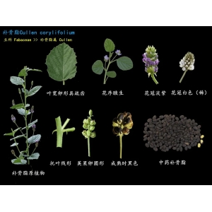 补骨脂植物图鉴