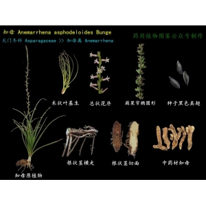 知母植物图鉴