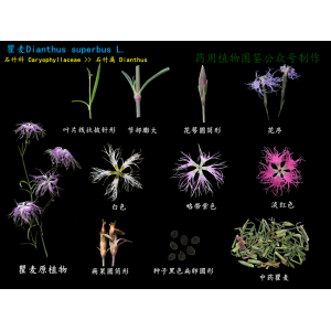 中药瞿麦植物基原图鉴