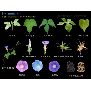 中药牵牛子植物基原图鉴