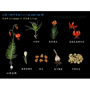 中药百合三种基原植物图鉴