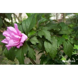 一味神奇中草药：木槿花，建议收藏备用