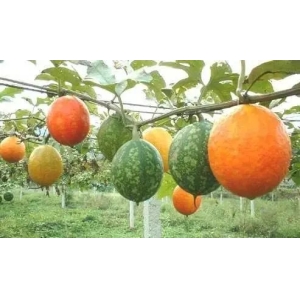 一味神奇中草药：栝楼，建议收藏 备用
