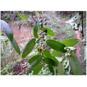 一味神奇中草药：土茯苓，建议收藏 备用