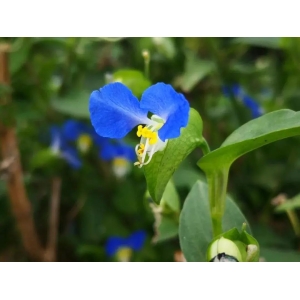 ​神奇的中草药：鸭跖草，建议收藏 备用