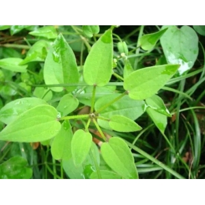 ​神奇的中草药：茜草的传说和功效，建议收藏 备用