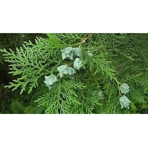 一味中草药：侧柏叶的奇特功效，建议收藏备用。