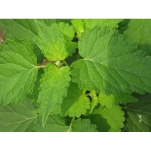 中草药：藿香的传说与功效，建议收藏备用