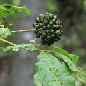 刺五加Acanthopanax senticosus（Rup