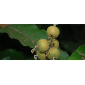 草豆蔻Alpinia katsumadai Hayata