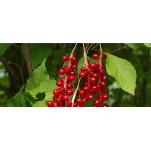 华中五味子（南五味子）Schisandra sphenanthera Rehd.