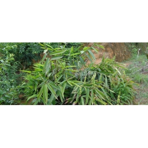 益智Alpinia oxyphylla Miq