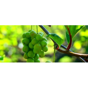 五味子Schisandra chinensis