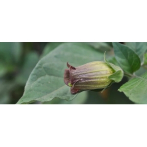 颠茄Atropa belladonna
